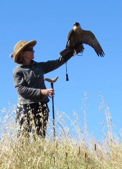 Kisa peregrine falcon lake los carneros eyes in the sky meet your wild neighbor santa barbara audubon