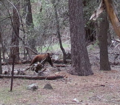 California Black Bear Upper Sisquoc River Trail San Rafael Wilderness Los Padres National Forest Camp