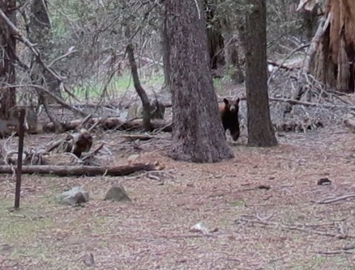 California Black Bear Upper Sisquoc River Trail San Rafael Wilderness Los Padres National Forest Camp