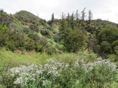 Judell Canyon Heath hiking trail backpacking San Rafael Wilderness Los Padres National Forest