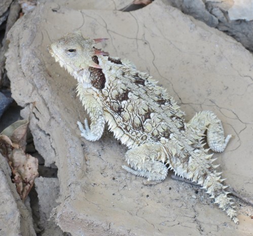 horny horned toad lizard mono creek alamar trail dick smith wilderness santa barbara backcountry los padres national forest