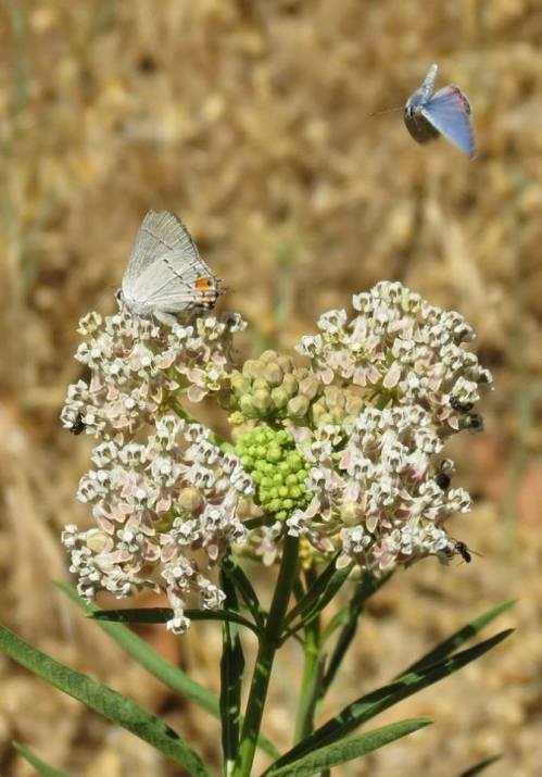 Western tailed blue acmon blue butterfly narrow leaf milkweed landing los padres national forest jameson reservoir juncal road murietta upper santa ynez camp river