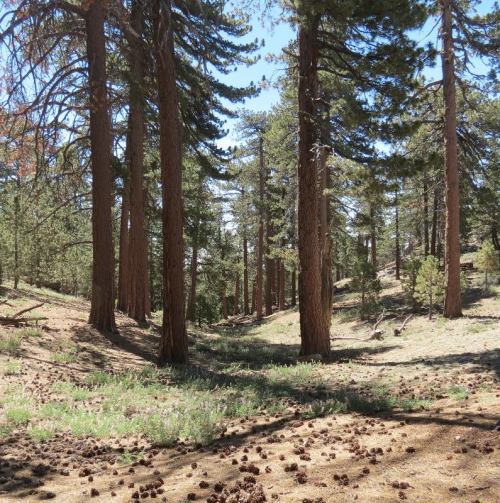 Sheep Camp Chumash Wilderness North Fork Lockwood Trail Los Padres National Forest Tumamait