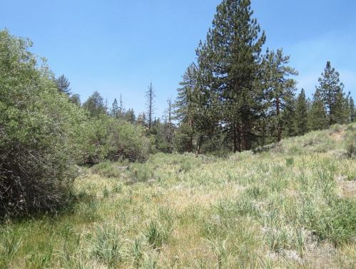 Lily Meadows Camp North Fork Lockwood Trail Chumash Wilderness backpacking hike Los Padres National Forest