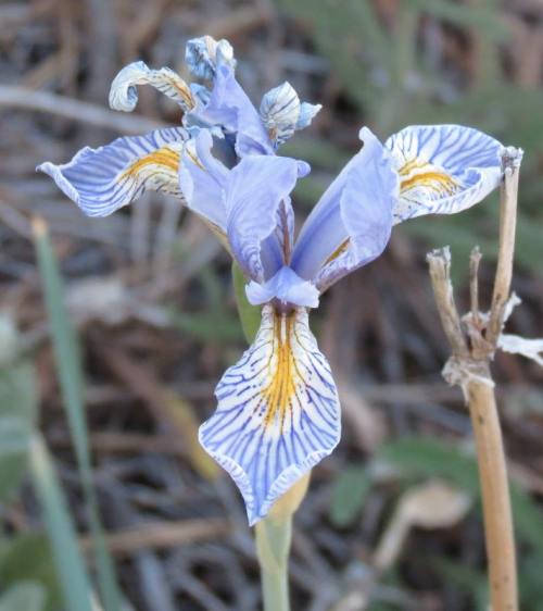 Western blue flag Western blue flag iris Rocky Mountain Missouri Sheep camp chumash wilderness los padres national forest