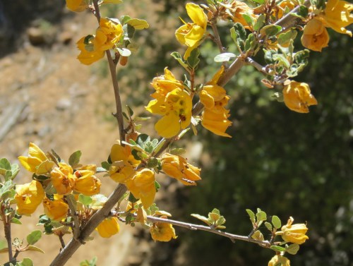 Flannel Bush Fremontodendron californicum chumash wilderness north fork lockwood trail los padres national forest