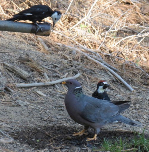 White-headed acorn woodpecker, band-tailed pigeon birding raspberry spring pine mountain hike
