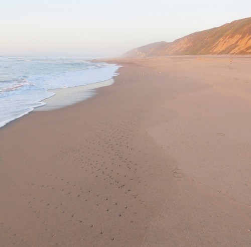 Bird track Surf Beach lompoc hike