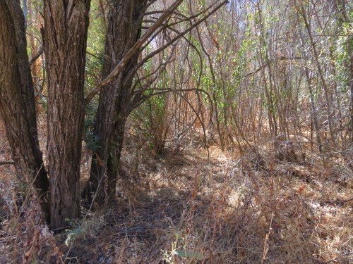 Mono Adobe North Cold Spring Trail Los Padres National Forest