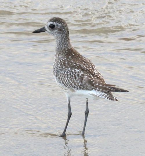 plover shoreline park hike walk beach thousand steps leadbetter santa barbara