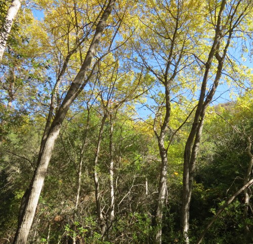 cottonwood tangerine falls hike trail santa barbara montecito Santa Ynez Mountains los padres nation forest