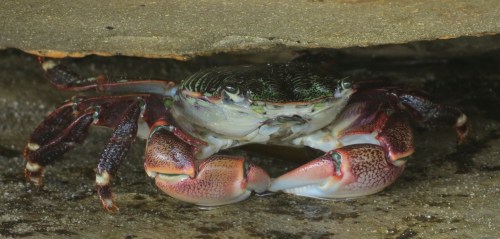 striped thin-line shore crab gaviota coast refugio state beach walk hike