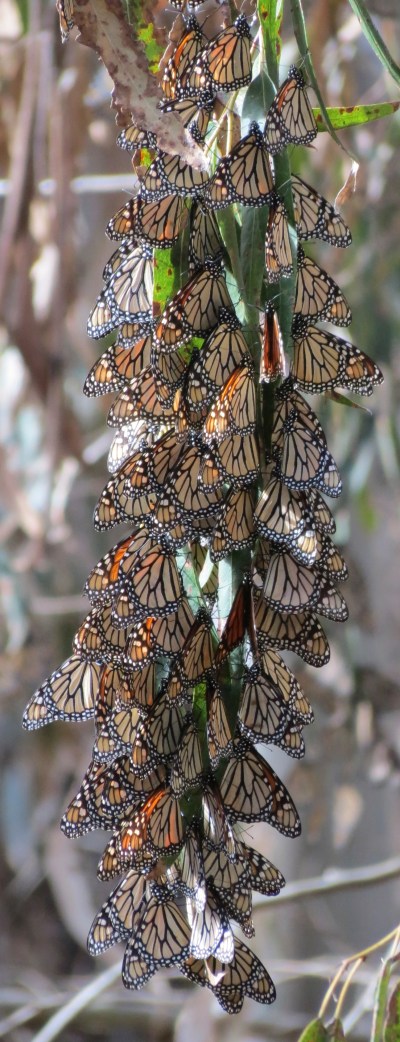 monarch butterflies coronada main grove eucalyptus ellwood mesa goleta hike trail