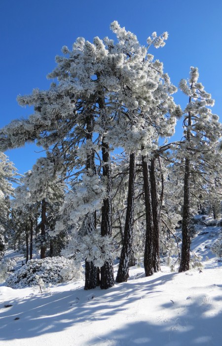Mission Pine Trail hike San Rafael Wilderness Los Padres National Forest snow