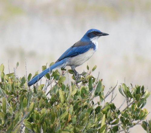 Santa Cruz Island jay hike trail pelican bay prisioner's harbor Channel Islands national park