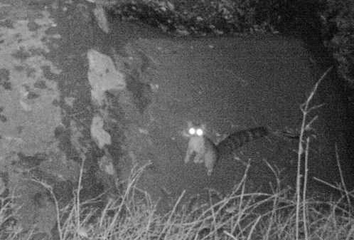 ringtail cat david lee wildlife camera tracking trapping ventura river preserve Ojai Valley land conservancy