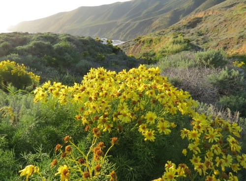 Giant Coreopsis Point Sal State Beach hike trail