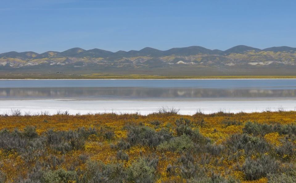 wildflowers soda lake temblor mountains Carrizo plain national monument