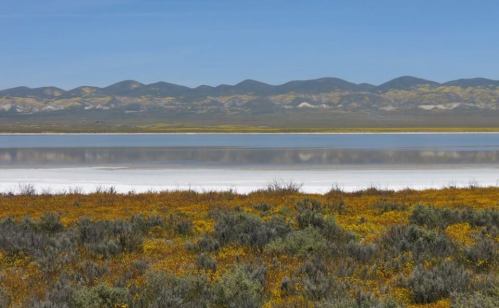 wildflowers soda lake temblor mountains Carrizo plain national monument