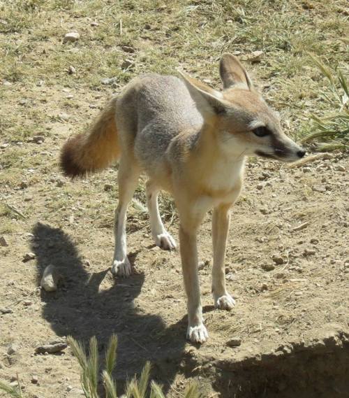 san joaquin kit fox carrizo plain