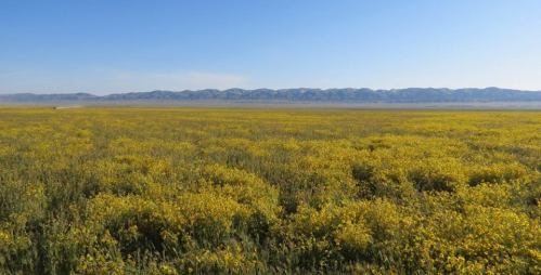 Carrizo Plain wildflowers temblor mountains soda lake goldfields