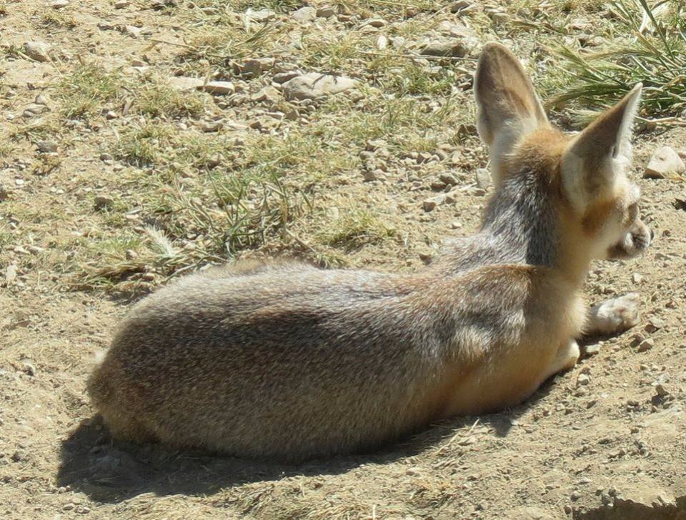 san joaquin kit fox resting carrizo plain