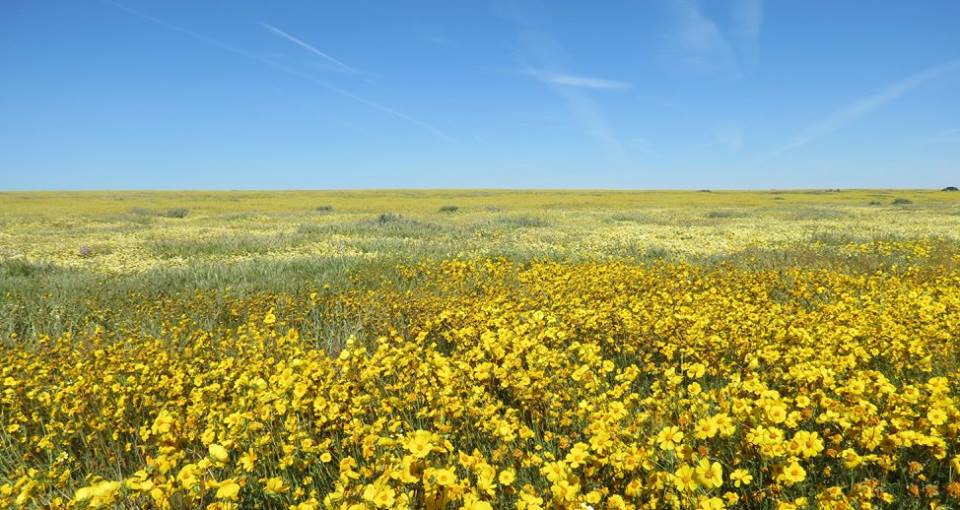 wildflower carrizo plain soda lake hillside daisies