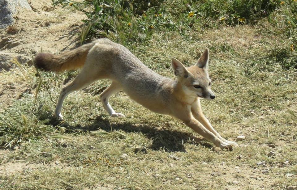 San Joaquin kit fox stretching Carrizo Plain national monument
