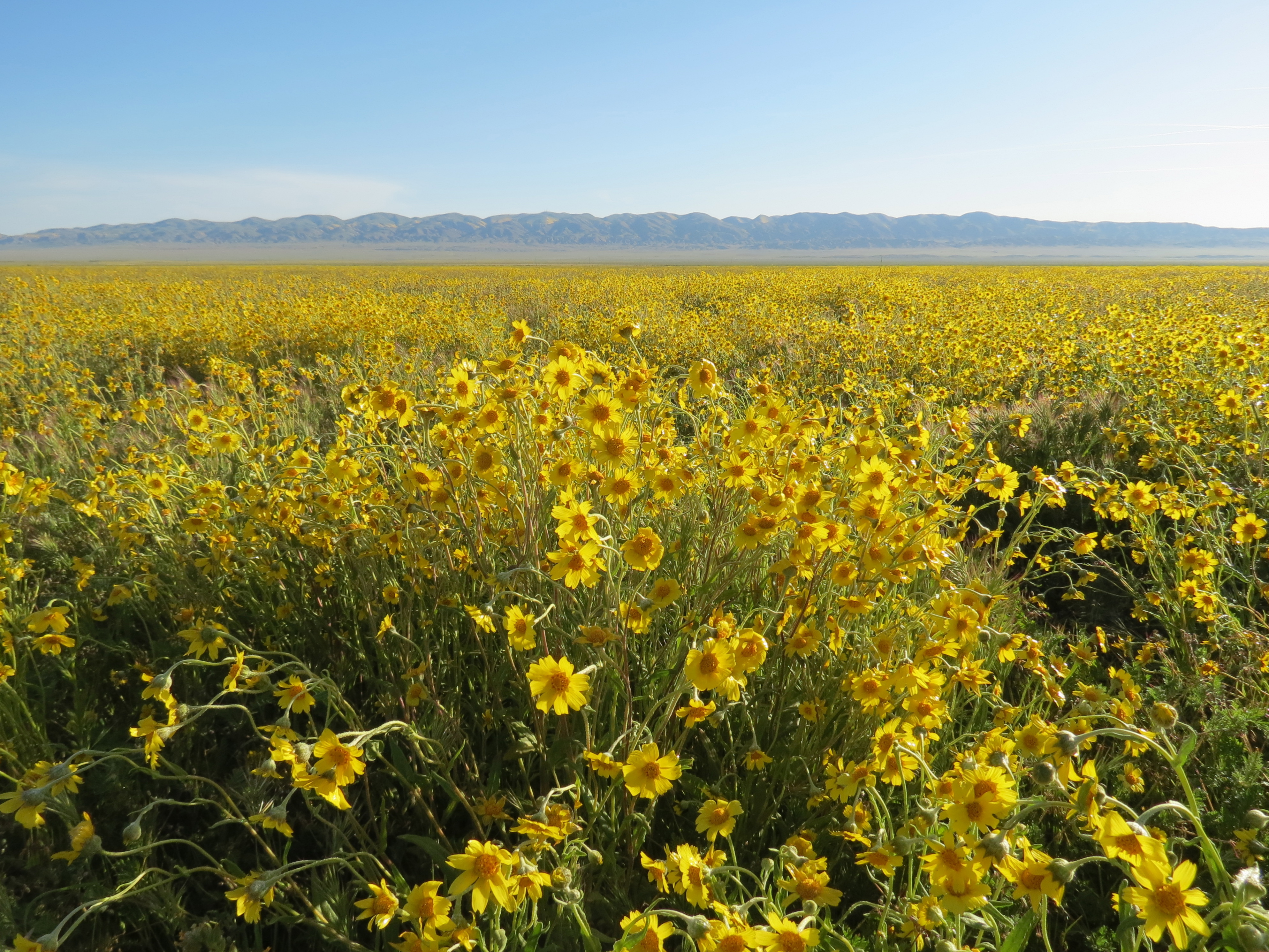 Coreopsis super bloom Carrizo Plain national monument