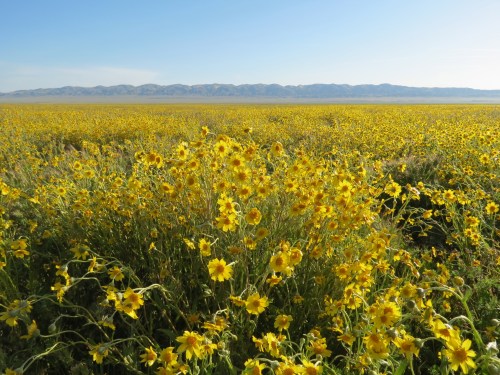 Coreopsis super bloom Carrizo Plain national monument