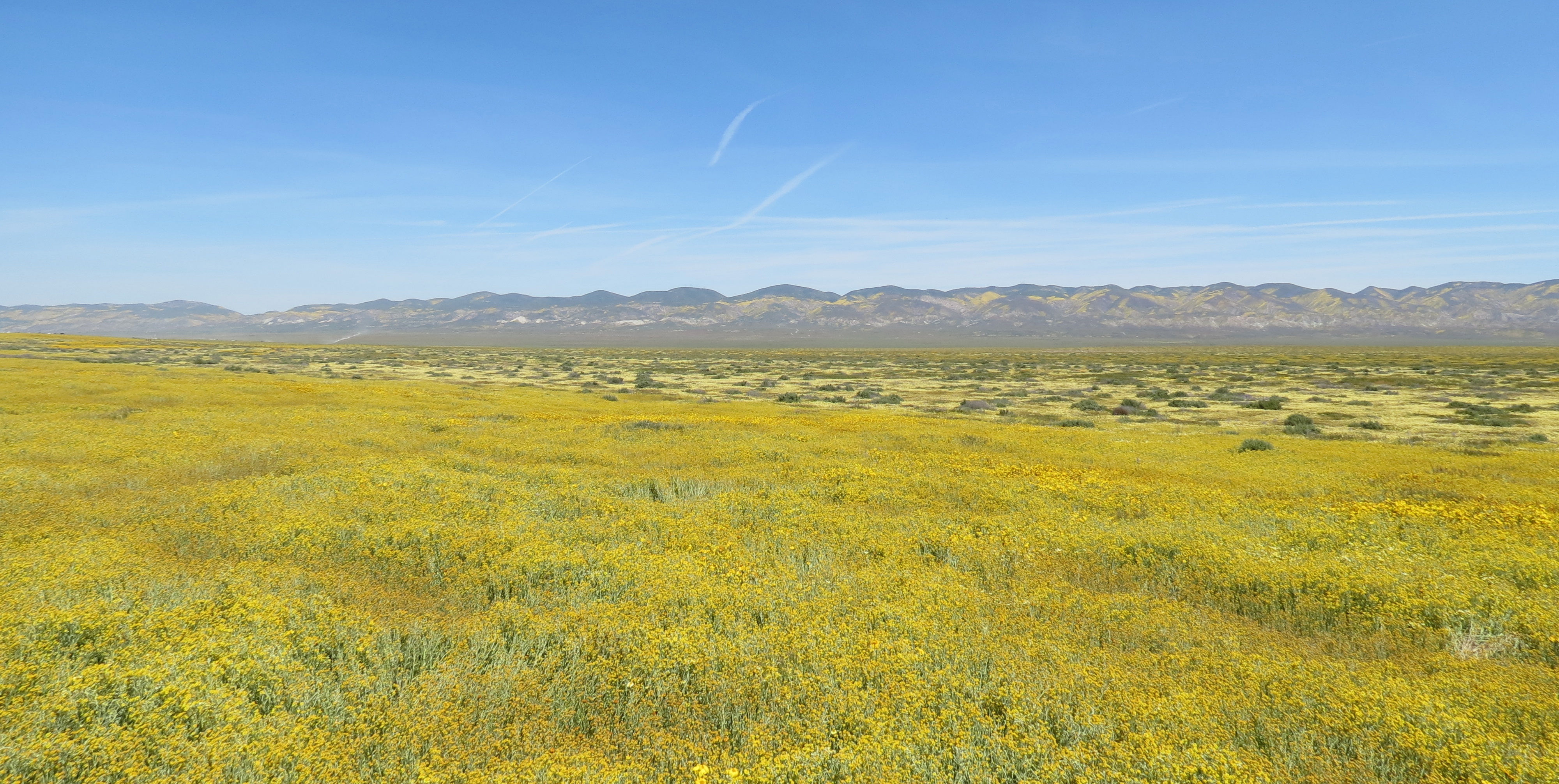carrizo plain wildflowers super bloom