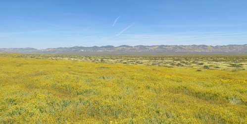 carrizo plain wildflowers super bloom