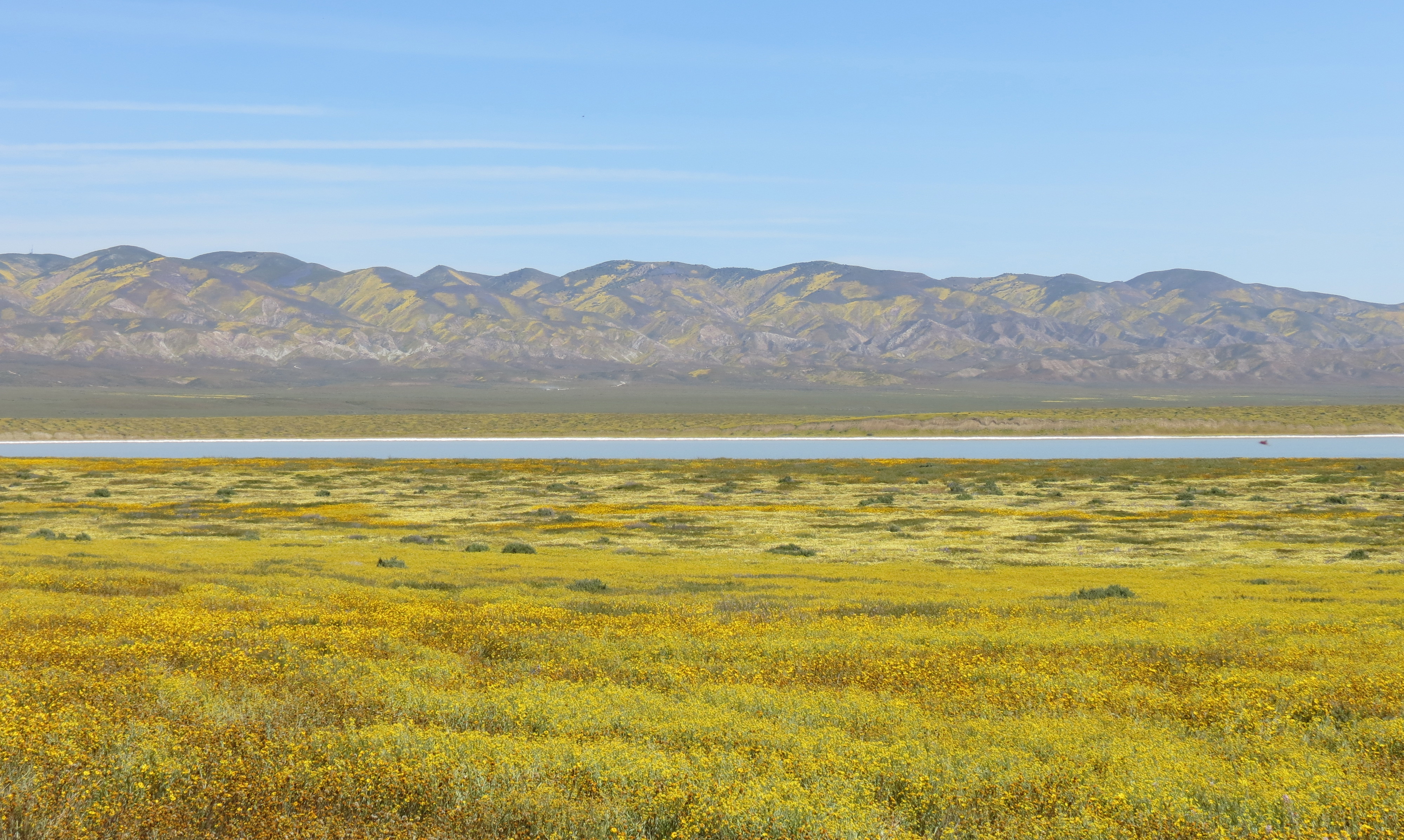 wildflowers carrizo plain temblor mountains soda lake