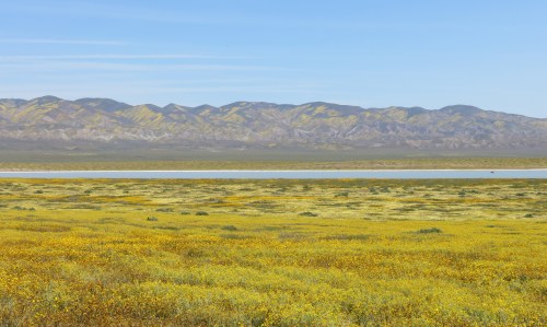 wildflowers carrizo plain temblor mountains soda lake