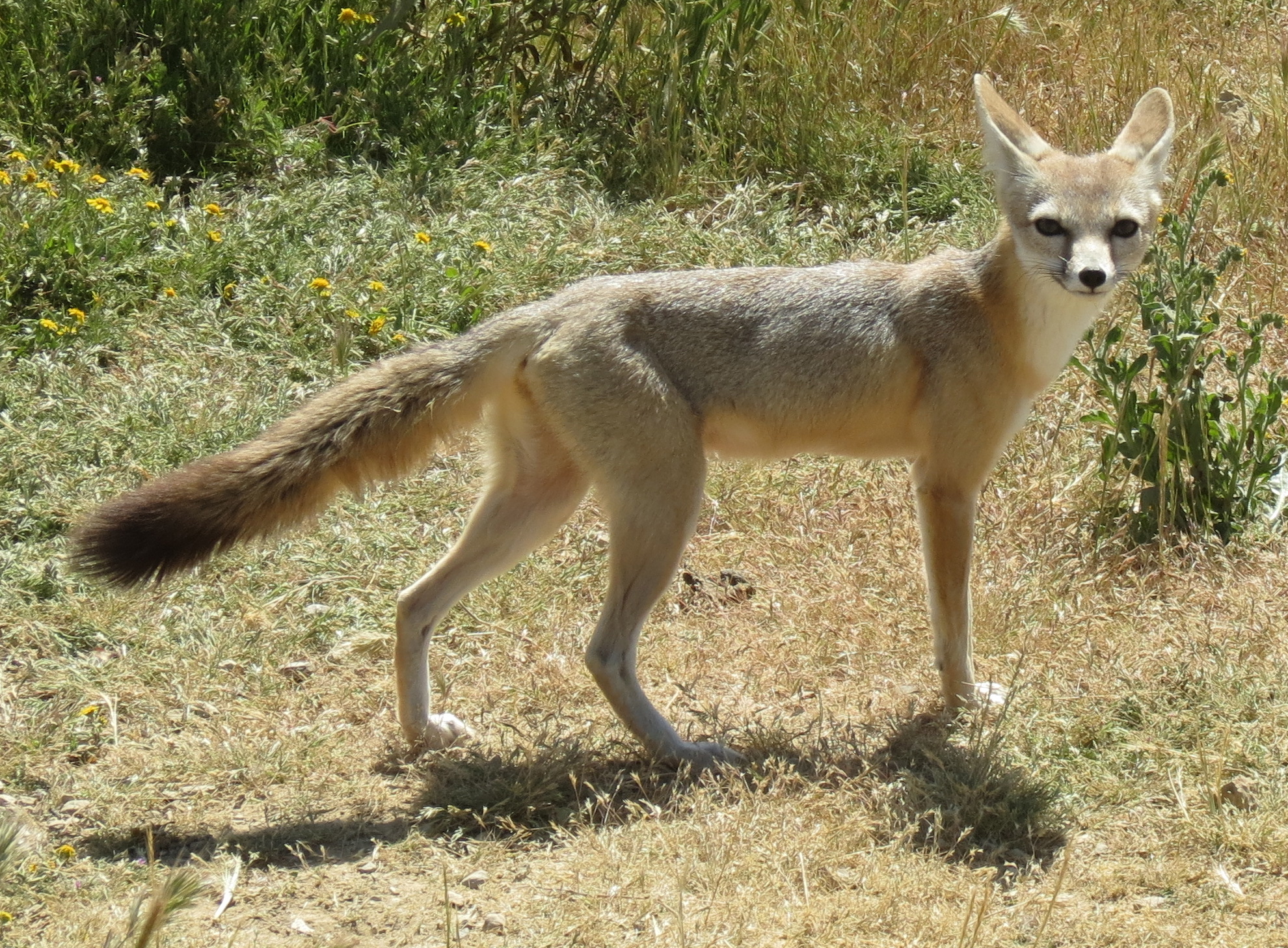San Joaquin kit fox Carrizo Plain national monument