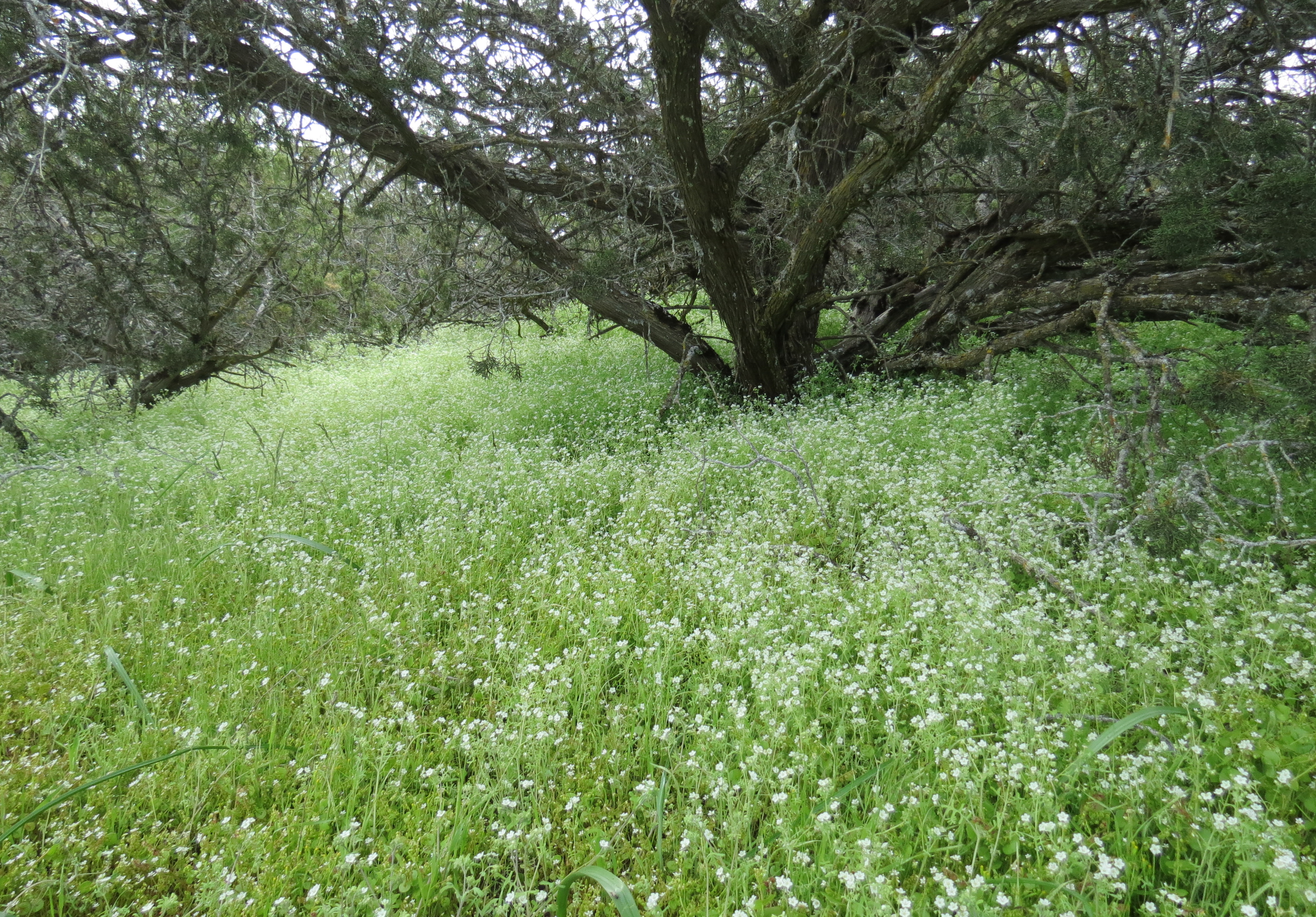 white fiesta flower Caliente Range trail hike Carrizo Plain