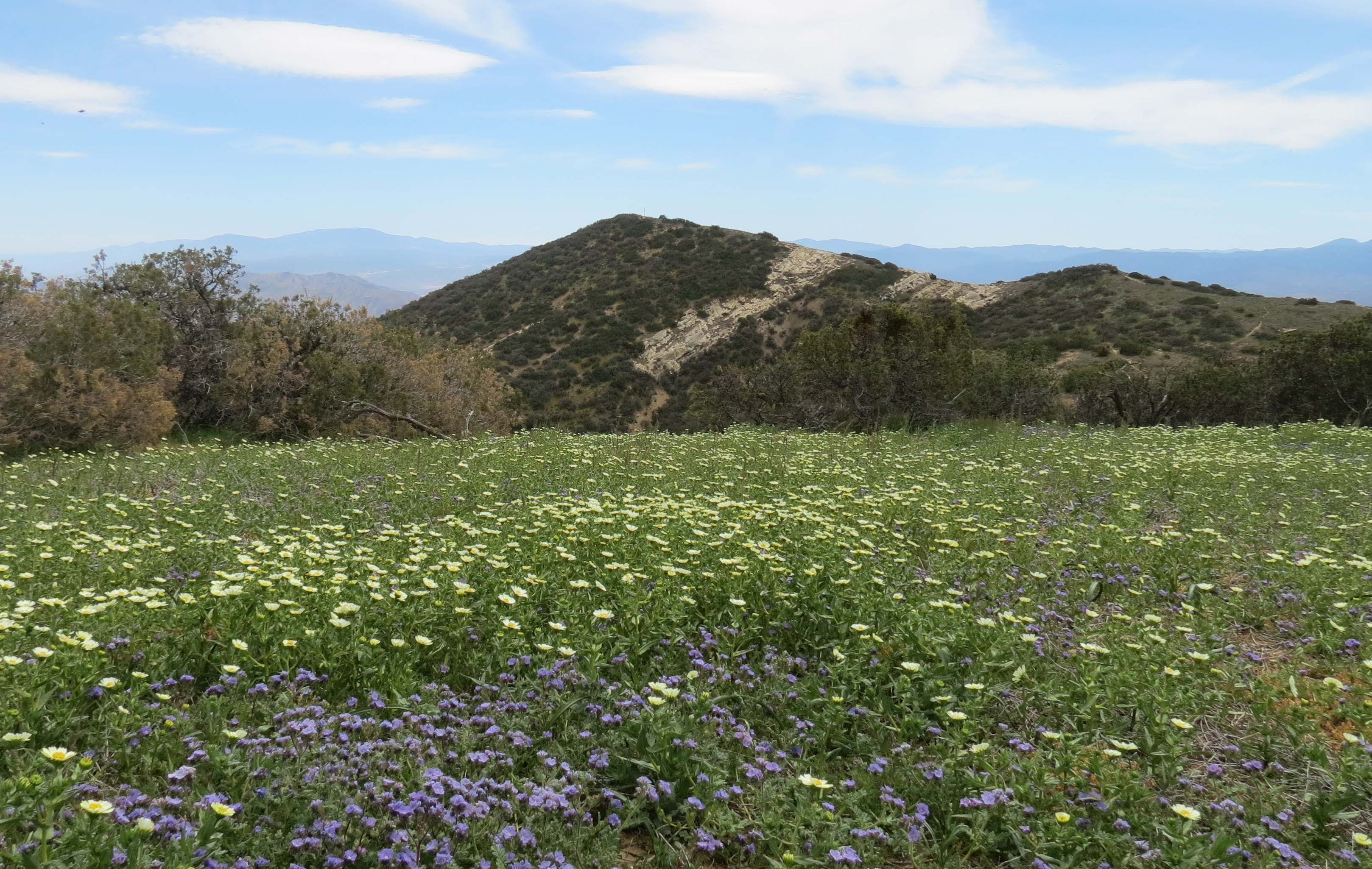 Caliente Mountain Range wildflowers super bloom Carrizo Plain trail hike