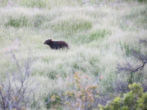 California black bear Santa Cruz Trail Little Pine Spring Los Padres national forest