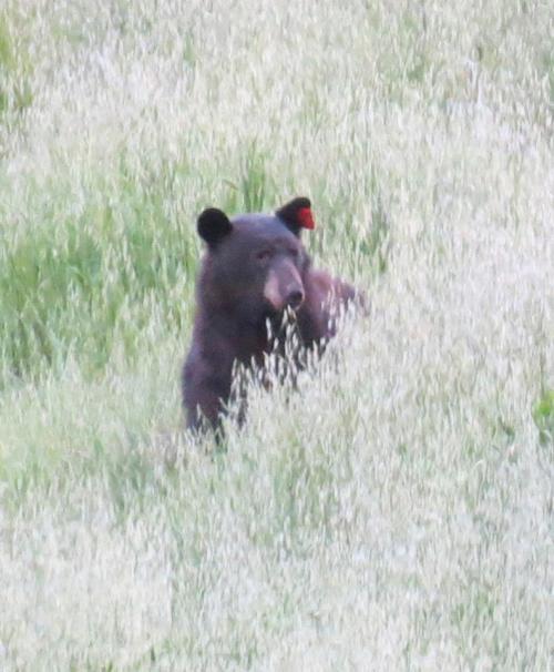 california black bear tag tagged Santa Cruz Trail Los Padres National Forest