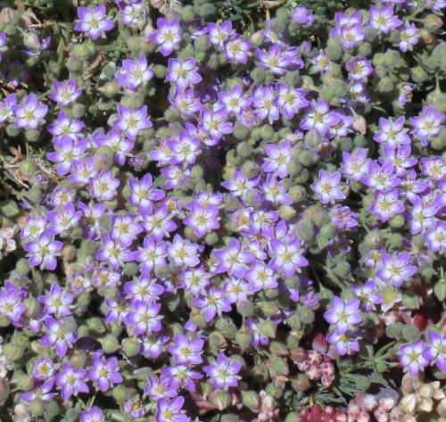 Wildflowers Fraser Point Western Santa Cruz Island Nature Conservancy Island Packers hike Channel Islands