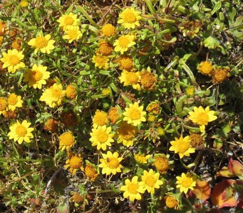 Wildflowers Fraser Point Western Santa Cruz Island Nature Conservancy Island Packers hike Channel Islands