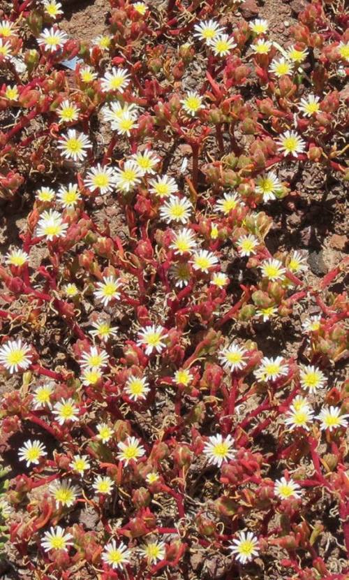 Wildflowers Fraser Point Western Santa Cruz Island Nature Conservancy Island Packers hike Channel Islands