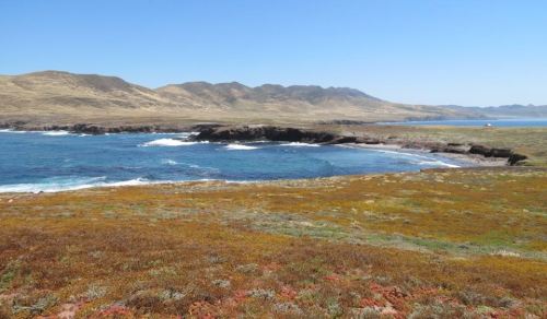 Wildflowers Fraser Point Western Santa Cruz Island Nature Conservancy Island Packers hike Channel Islands