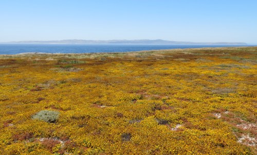 wildflowers super bloom channel islands western santa cruz fraser point hike