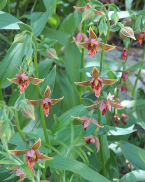 Giant Stream Orchid Santa Paula Canyon last chance trail punch bowls