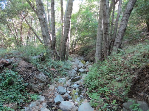 Alder Forbush Flats camp hiking backpacking Santa Barbara Los Padres National Forest Cold Spring Gidney Creek