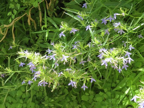 Blue lobelia maidenhair fern the grotto emerald pools North Cold Spring Trail hike Los Padres National Forest