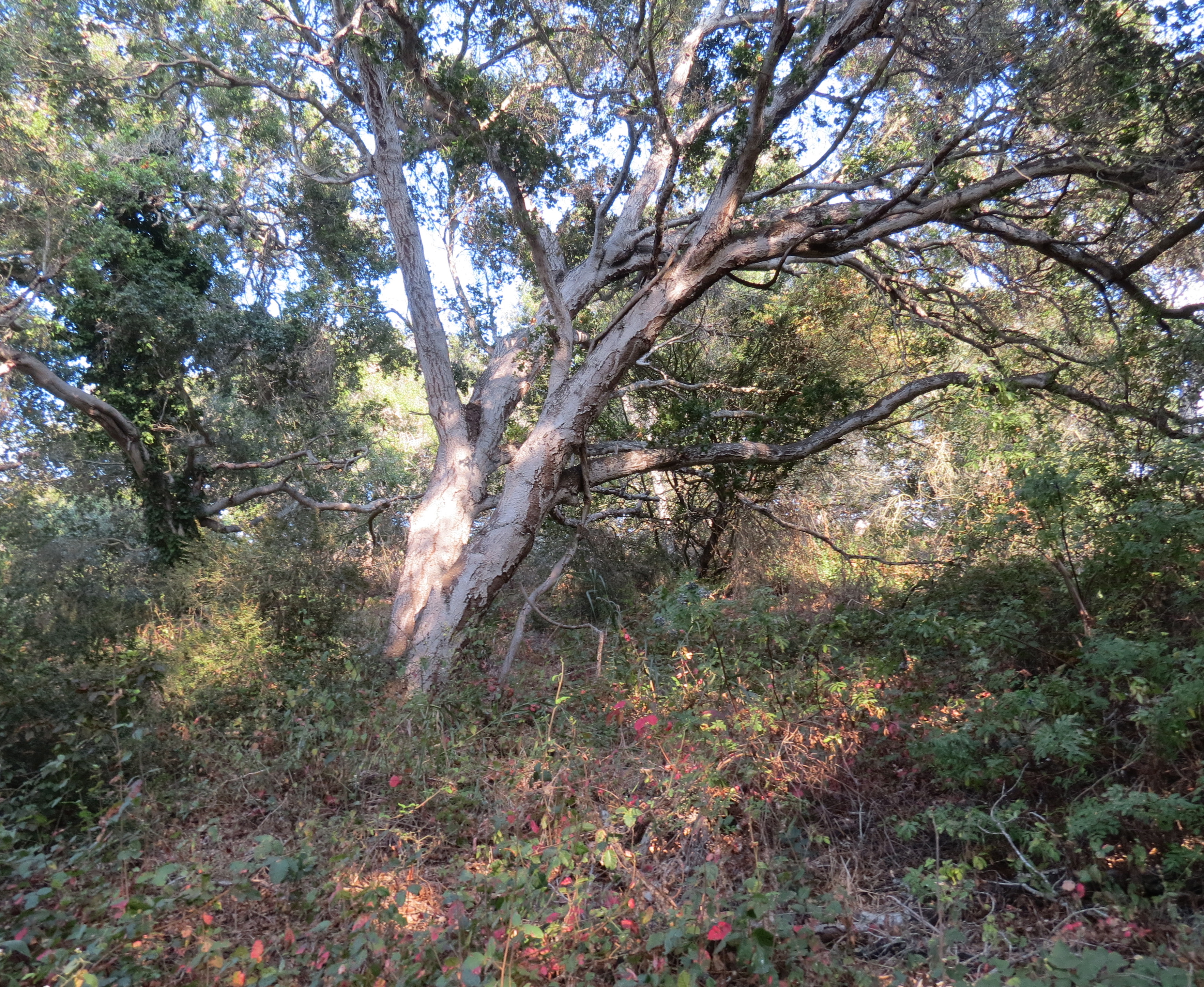 Elings park south hike trail Santa Barbara