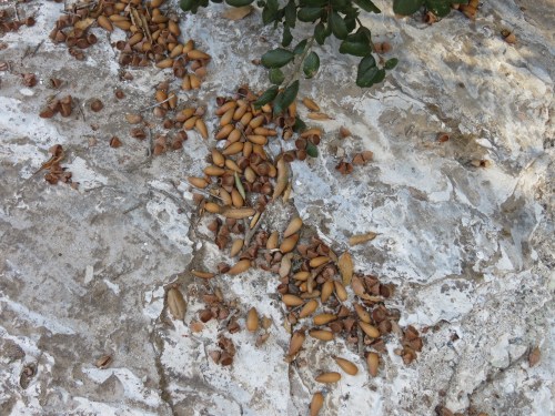 acorns adobe creek hans christian andersen park solvang