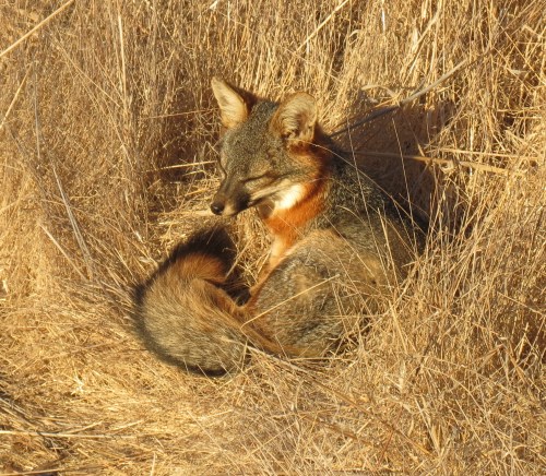 Santa Cruz Island fox napping Channel Islands National Park